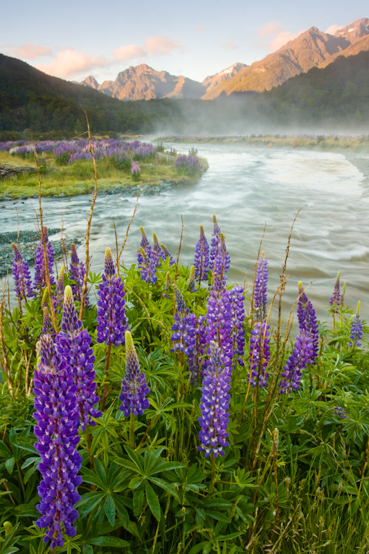 Lupines And Morning Mist Over The Eglinton River At Sunrise